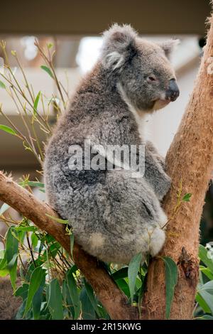 il koala ha orecchie bianche e soffici, occhi marroni e un grosso naso nero Foto Stock