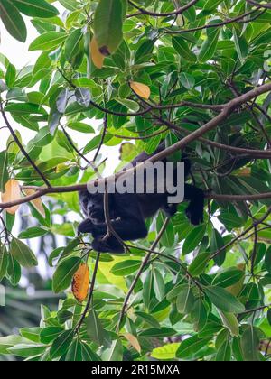 Scimmia urlatrice che riposa nei rami, mangiando i semi. Foto Stock