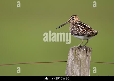 Snipe comune (Gallinago gallinago), che riposa su un palo di pascolo, Duemmer, Ochsenmoor, bassa Sassonia, Germania Foto Stock