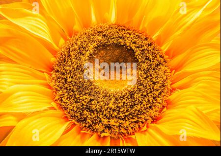 Primo piano di un girasole artificiale (Helianthus annuus) su uno sfondo luminoso, Hannover, bassa Sassonia, Germania Foto Stock