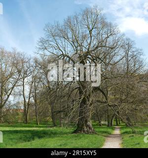 Tilia platyphyllos, vecchio tiglio dalle foglie grandi, in un parco pubblico vicino a Hundisburg in Germania in primavera Foto Stock