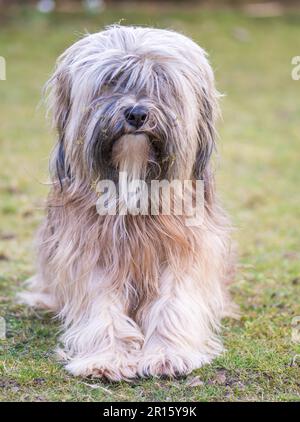 Un maschio di razza Tibetan Terrier cane Foto Stock