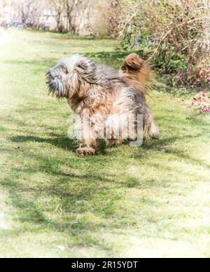 Agile in esecuzione Tibetan Terrier cane in giardino Foto Stock