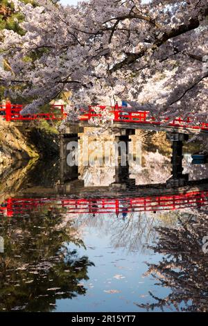 Ponte di Tkaohashi nel castello di Hirosakijo e fiori di ciliegio in piena fioritura Foto Stock