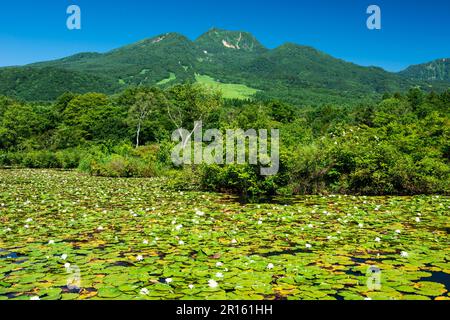 Imori stagno e Mt. Myoko Foto Stock