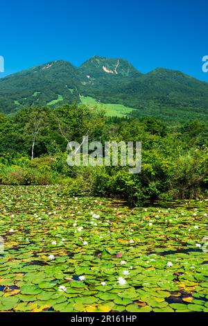 Imori stagno e Mt. Myoko Foto Stock