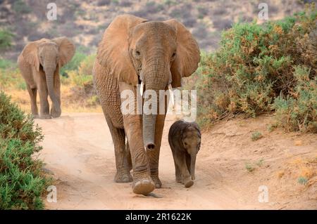 Elefante africano (Loxodonta africana) femmina e vitello di circa due mesi a piedi, Samburu National Reserve, Kenya, Africa Foto Stock