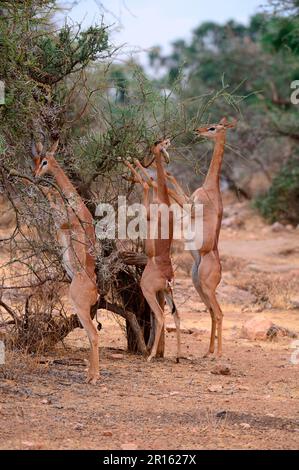 Gerenuk (Litocranius walleri) gruppo con uomini e donne in piedi sulle zampe posteriori pascolo su alberi di acacia, Samburu National Reserve, ottobre, Kenya Foto Stock