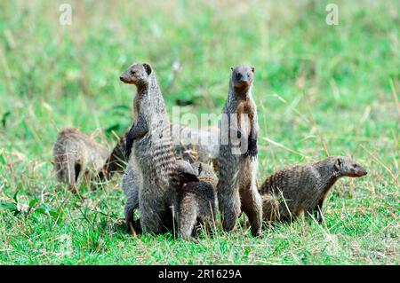 Gruppo di mongosi banditi (Mungos mungo) in allerta, Masai Mara National Reserve, ottobre, Kenya Foto Stock