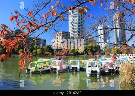 Stagno di Shinobazunoike all'inizio dell'inverno Foto Stock