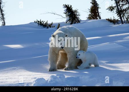 L'orso polare femminile (Ursus maritimus) emerge dalla tana con i giovani di tre mesi di marzo, il Parco Nazionale di Wapusk, Churchill, Manitoba, Canada Foto Stock