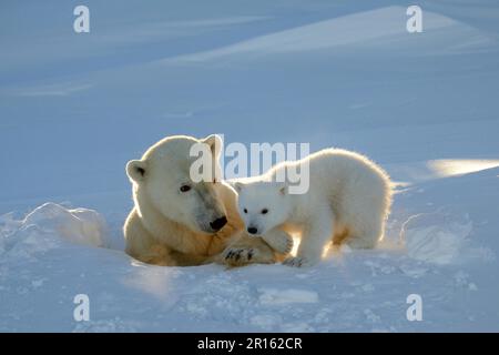 L'orso polare femminile (Ursus maritimus) emerge dalla tana con i giovani di tre mesi di marzo, il Parco Nazionale di Wapusk, Churchill, Manitoba, Canada Foto Stock