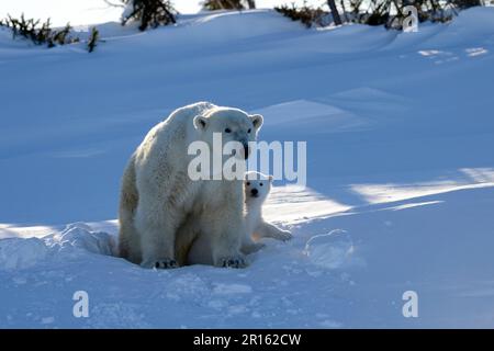 L'orso polare femminile (Ursus maritimus) emerge dalla tana con i giovani di tre mesi di marzo, il Parco Nazionale di Wapusk, Churchill, Manitoba, Canada Foto Stock