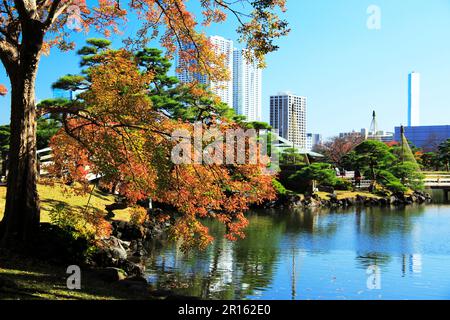 Foglie autunnali nei Giardini Hamarikyu Foto Stock