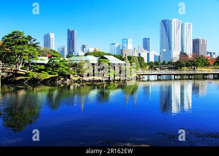 Foglie autunnali nei Giardini Hamarikyu Foto Stock