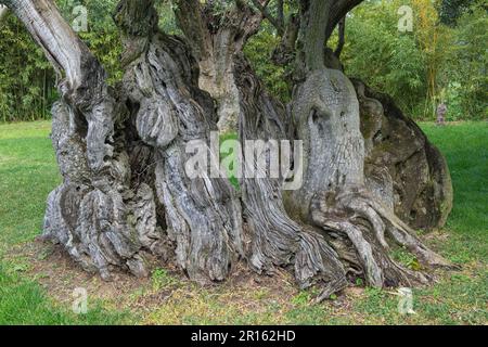 Ulivo millenario, Bacalhoa Winery, Azeitao, Penisola di Setubal, Costa di Lisbona, Portogallo Foto Stock