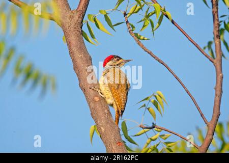 Picchio (Campethera punctuligera) adulto femmina, aggrappato al ramo dell'albero, Gambia Foto Stock