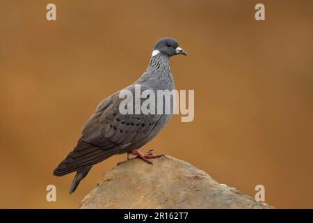 Piccione Amhar, piccione bianco-colato (albitorchi di Columba), piccioni Amhar, piccioni di roccia Abissiniana, piccioni, animali, Uccelli, Pigeon bianco-collato Foto Stock