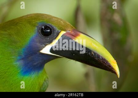 Aracario dalla gola blu (Aulacorhynchus caeruleogularis), adulto, primo piano della testa e del becco, Costa Rica Foto Stock