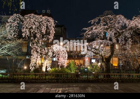 Illuminazione Gionshirakawa con ciliegia piangente in piena fioritura Foto Stock