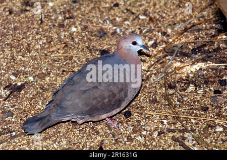 Colomba di limone (Aplopelia larvata), colomba di cannella, piccioni, animali, Uccelli, Colomba (larvata di limone) in piedi sul terreno, Captive Foto Stock