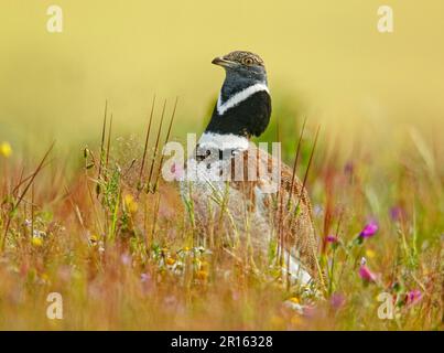 Piccolo busto (Tetrax tetrax), maschio adulto, piumaggio di allevamento, esposizione prato, Estremadura, Spagna, inizio primavera Foto Stock