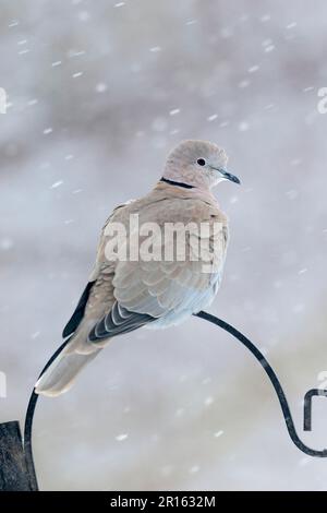 Eurasian Collared dove, Eurasian Collared dove adulto, arroccato su birdfeeder stand in giardino durante le nevicate, Warwickshire, Inghilterra, Regno Unito Foto Stock