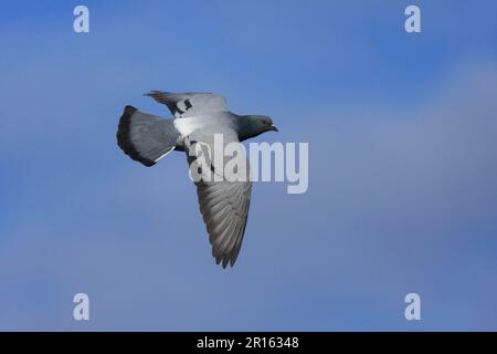 Colomba, colomba (Colomba livia), Pigeon, Animali, Uccelli, colomba adulta, In volo, Coll, Inner Hebrides, Scozia, Regno Unito Foto Stock