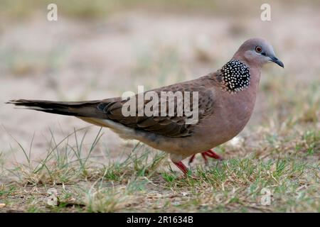 Colombi, colombi, piccioni, animali, uccelli, Colomba di tartarughe (Streptopelia chinensis) Adult Walking, Queensland sudorientale Foto Stock