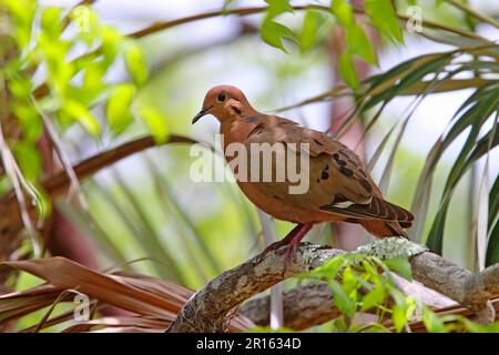 Colomba di Zenaida (Zenaida aurita), colomba costiere, piccioni, animali, uccelli, Zenaida dove adulto, arroccato su Grand Cayman, Isole Cayman Foto Stock