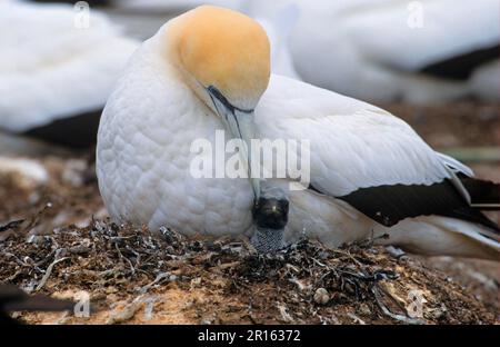 Sula serrator, gannet australasiano (Morus serrator), gannet australiani, piedi di ruderi, animali, uccelli, Gannet Australasiano adulto su nido, con giovane Foto Stock