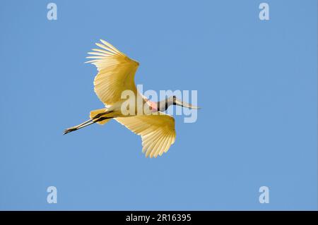 Jabiru (Jabiru mycteria) adulto, in volo, Pantanal, Mato Grosso, Brasile Foto Stock