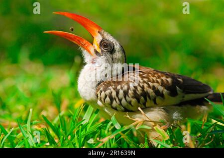 Hornbill (Tockus erythrorhynchus) con fattura rossa, adulto, nutrimento, buttare in su e prendere il cibo in becco, Kololi, Gambia occidentale Foto Stock