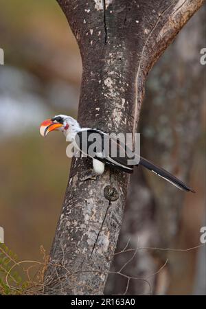 Von Der Decken's Hornbill (Tockus deckeni) maschio adulto, arroccato sul tronco dell'albero, Abiata-Shala Lakes N. P. Great Rift Valley, Etiopia Foto Stock