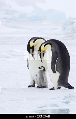 Pinguino Imperatore (Aptenodytes forti) Coppia adulta con pulcino giovane, in piedi su ghiaccio, Snow Hill Island, Weddell Sea, Antartide Foto Stock