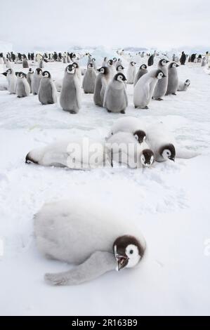 Pulcini di pinguino imperatore (Aptenodytes forti), gruppo ai margini della colonia, Snow Hill Island, Weddell Sea, Antartide Foto Stock