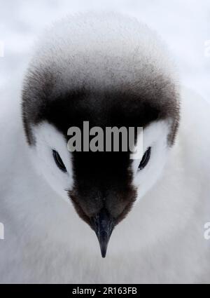 Pinguino imperatore (Aptenodytes forti) pulcino, primo piano della testa, Snow Hill Island, Antartide Foto Stock