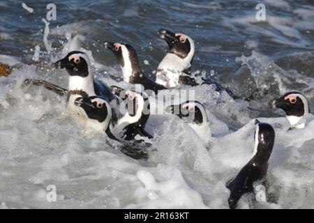 Jackass Penguin (Spheniscus demersus) adulti, nuoto di gruppo in surf, Betty's Bay, Western Cape, Sudafrica Foto Stock