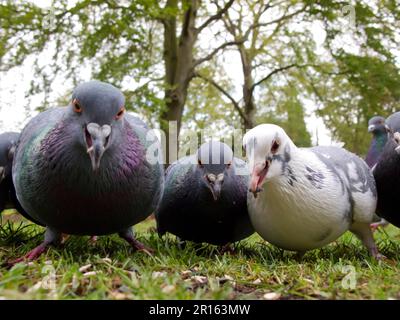 Flock Pigeon ferale (Columba livia), nutrirsi al suolo nel parco cittadino, Sheffield Botanical Gardens, Sheffield, South Yorkshire, England, Regno Unito Foto Stock