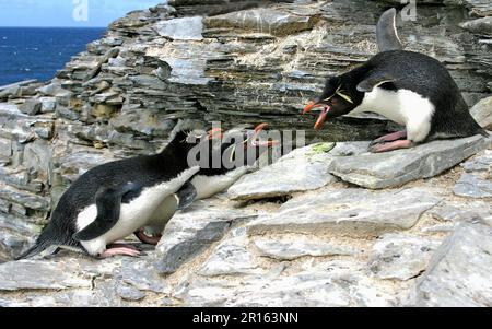 Pinguino Rockhopper sud (Eudyptes chrysocome) tre adulti, disputa sentiero scogliera, Rockhopper Point, Sea Lion Island, Falklands Foto Stock