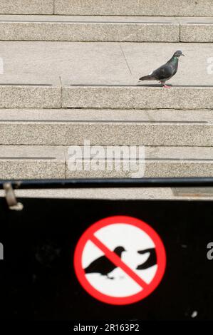 Piccione feriale, adulto, in piedi su gradini vicino al cartello non dare da mangiare alla colomba (Columba livia) in Town Square, Trafalgar Square, Londra, Inghilterra, United Foto Stock