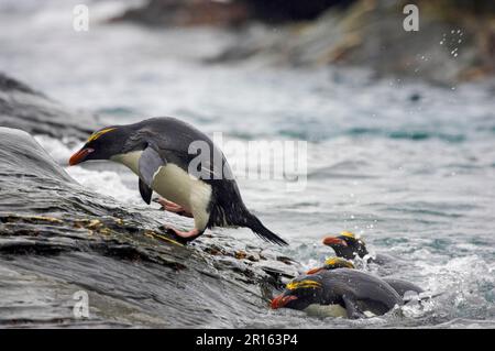 Pinguino di maccheroni adulti (Eudyptes chrysolophus) arrampicata rocce dal mare, Royal Bay, Georgia del Sud Foto Stock