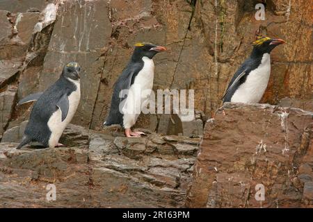 Pinguino maccheroni (Eudyptes chrisolophus) Coppia adulto con giovane, in piedi su rocce, Cooper's Bay, Georgia del Sud Foto Stock