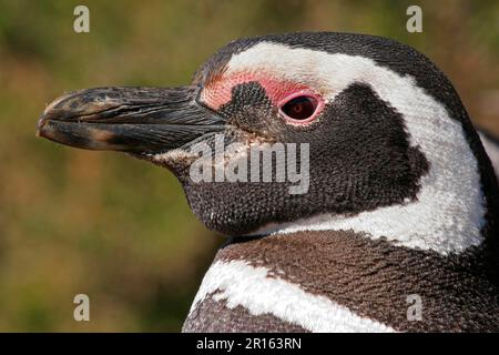 Pinguino Magellanico (Spheniscus magellanicus) adulto, primo piano della testa, Estancia San Lorenzo, Chubut, Argentina Foto Stock