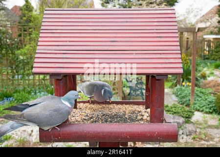 Wood Pigeon (Columba Palumbus) due adulti, che si nutrono al birdtable in Garden, Essex, Inghilterra, Regno Unito Foto Stock