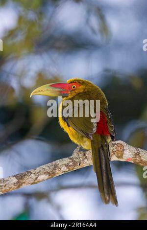 Zafferano toucanet (Baillonius bailloni) adulto, seduto su un ramo, Brasile Foto Stock