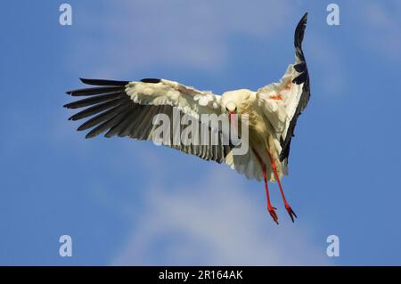 Cicogna bianca, cicogne bianche (Ciconia ciconia), cicogna bianca, cicogne bianche, cicogna, animali, Uccelli, cicogna bianca adulto, in volo, atterraggio, Estremadura Foto Stock