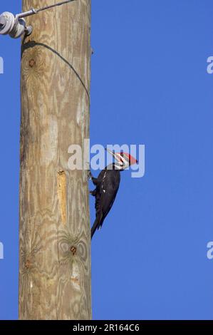 Picchio Pileated (Dryocopus pileatus) maschio adulto, causando danni al palo di utilità, Lago Kissimmee, Florida (U.) S. A Foto Stock