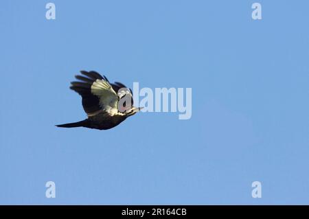 Picchio Pileated (Dryocopus pileatus) femmina adulta, in volo, Everglades N. P. Florida (U.) S. A Foto Stock