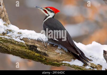 Picchio Pileated (Dryocopus pileatus) maschio adulto, arroccato su ramo di locusta nella neve (U.) S. A. inverno Foto Stock